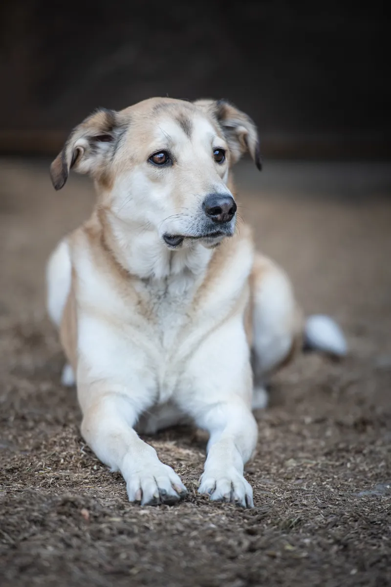 Lena